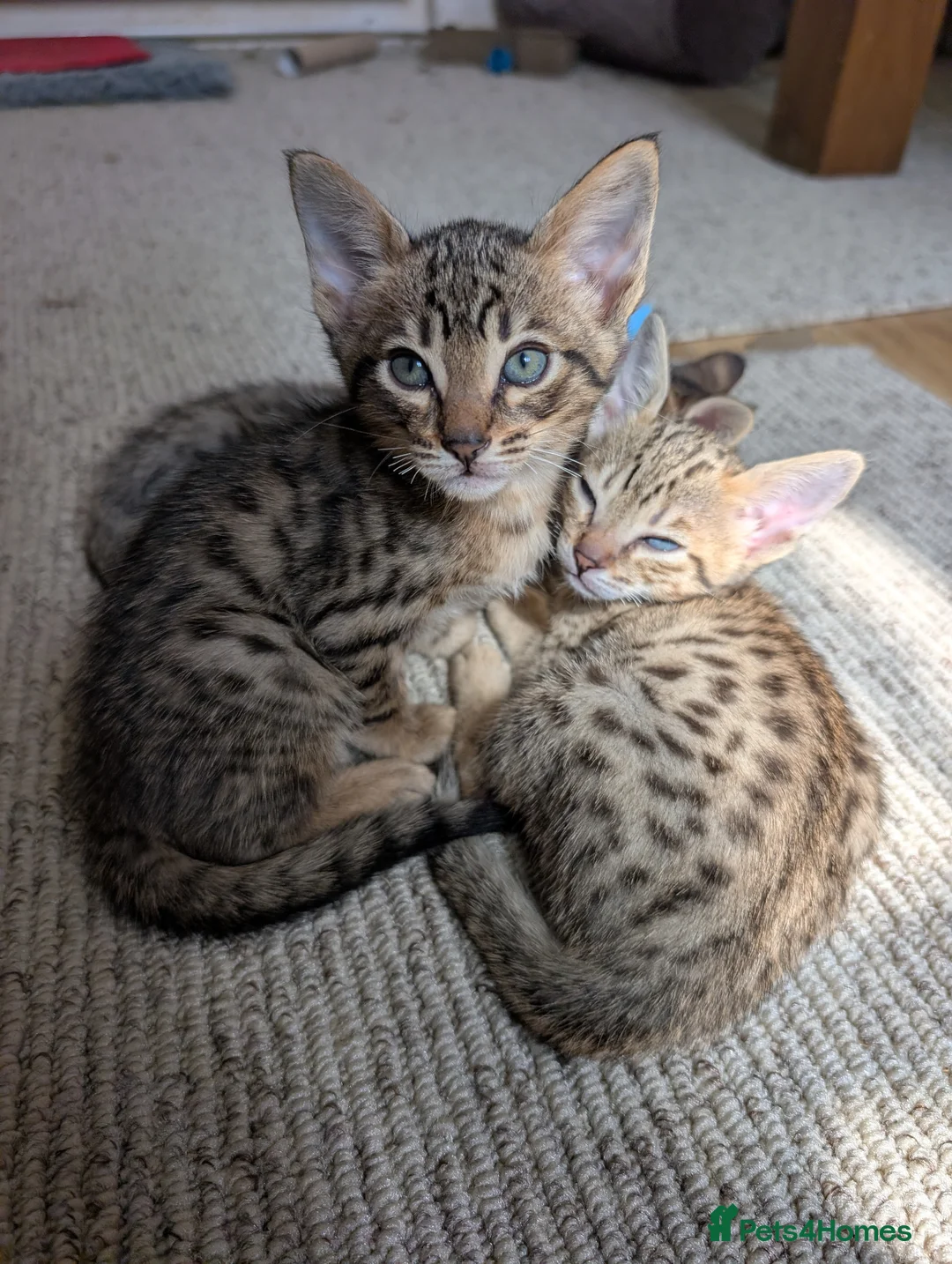 Savannah cats for sale: Stunning, affectionate, TICA f5sbt Savannahs - Advert 1