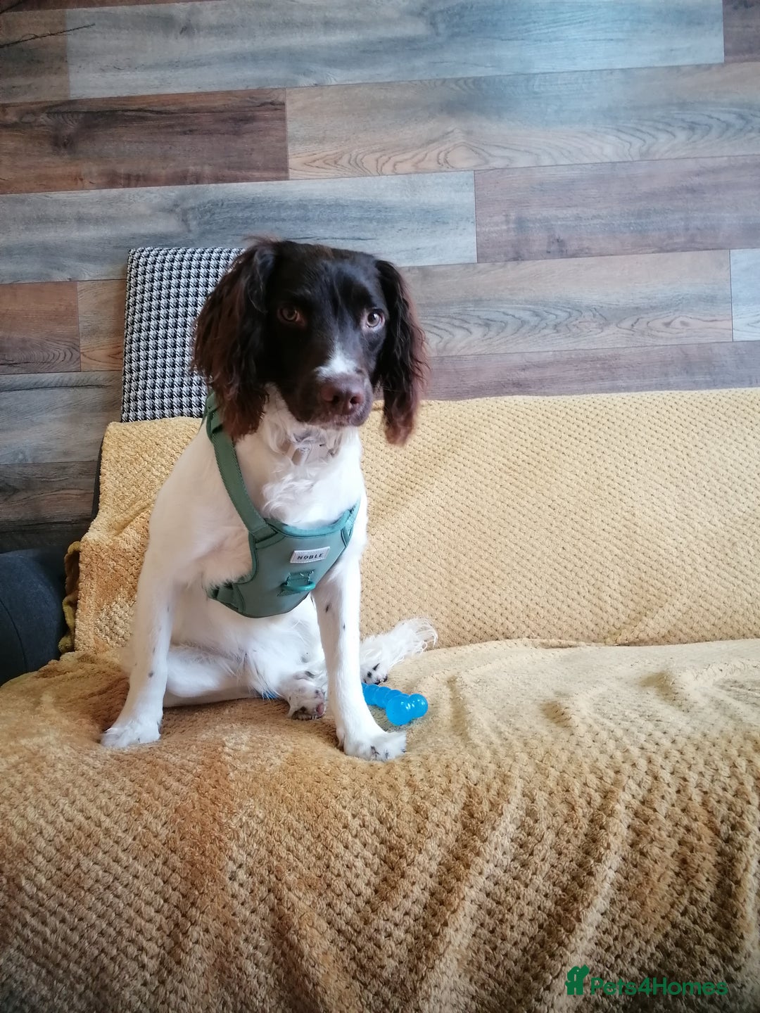 English Springer Spaniel dogs for adoption: 💙🐶 ARLO 🐶💙 - Image 14
