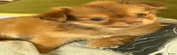 Chihuahua dogs for sale: Beautiful Female Chihuahua Puppy – “Squeak” - Advert 7