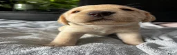 Labrador Retriever dogs for sale: LAST BEAUTIFUL GIRL ready 11 July! Excellent Labs - Advert 26