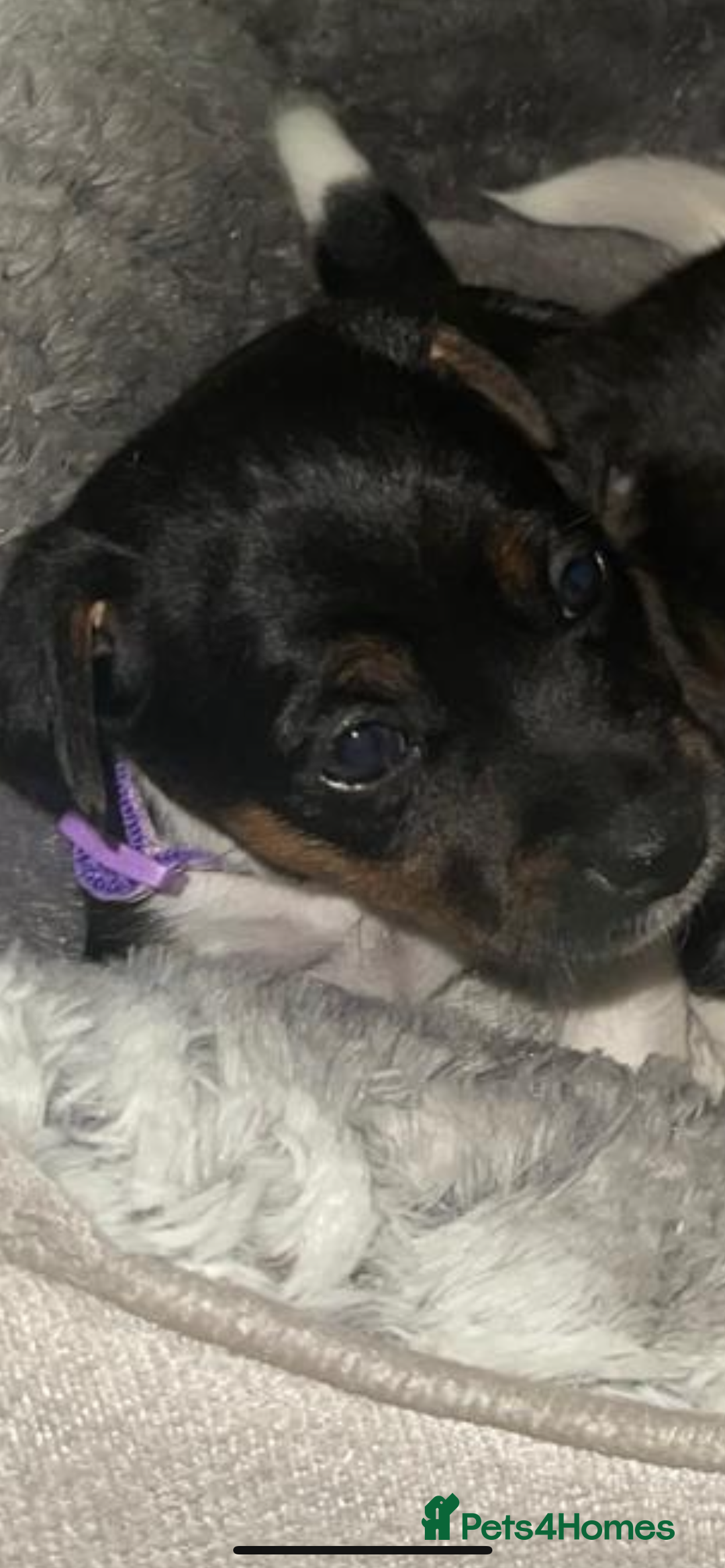 Jack Russell dogs for sale: Stunning Jack Russell puppies - Image 22