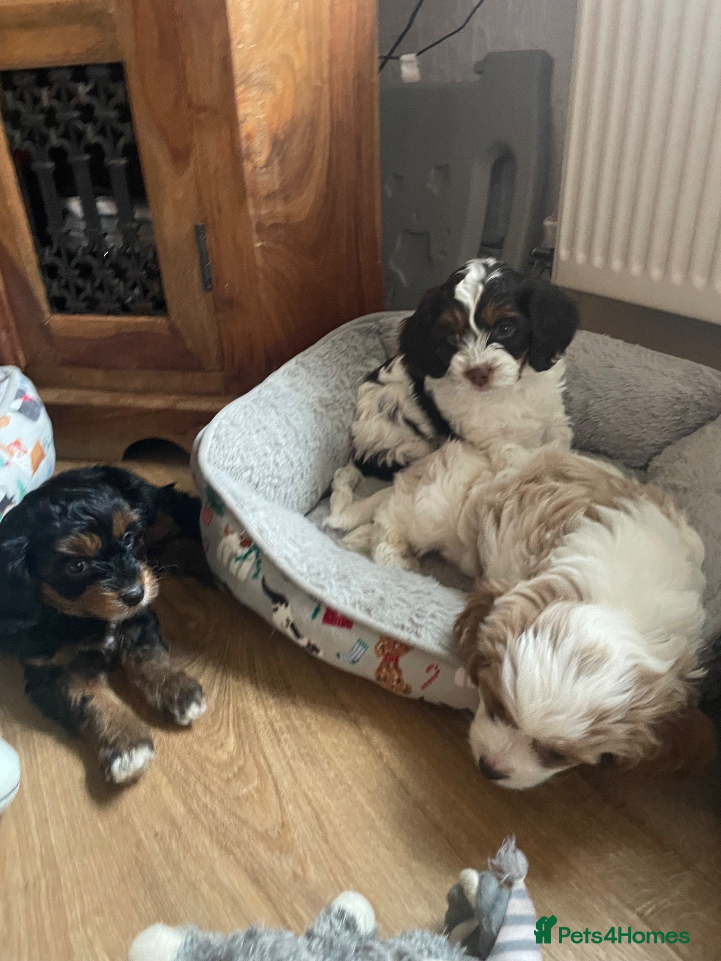 Cavapoo dogs BEAUTIFUL FULLY HT F1 Cavapoo’s choc carriers  - Advert 2