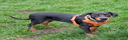 Dobermann dogs for sale: Amazing Doberman Girl 20 week old  in Skelmersdale - Advert 1