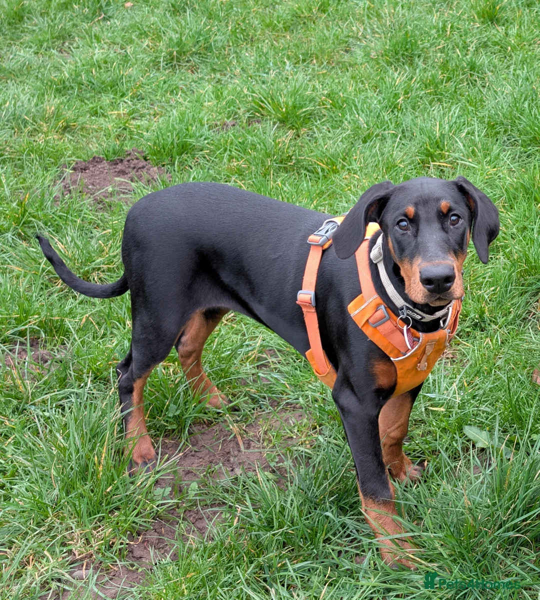Dobermann dogs for sale: Amazing Doberman Girl 20 week old  in Skelmersdale - Advert 1