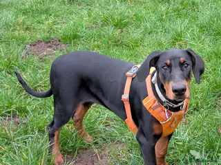 Dobermann dogs Amazing Doberman Girl 20 week old - Advert 1
