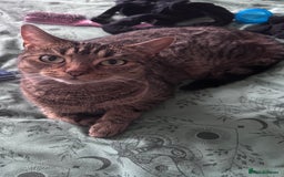 European cats for sale: Female Tabby, Bear - Image 3