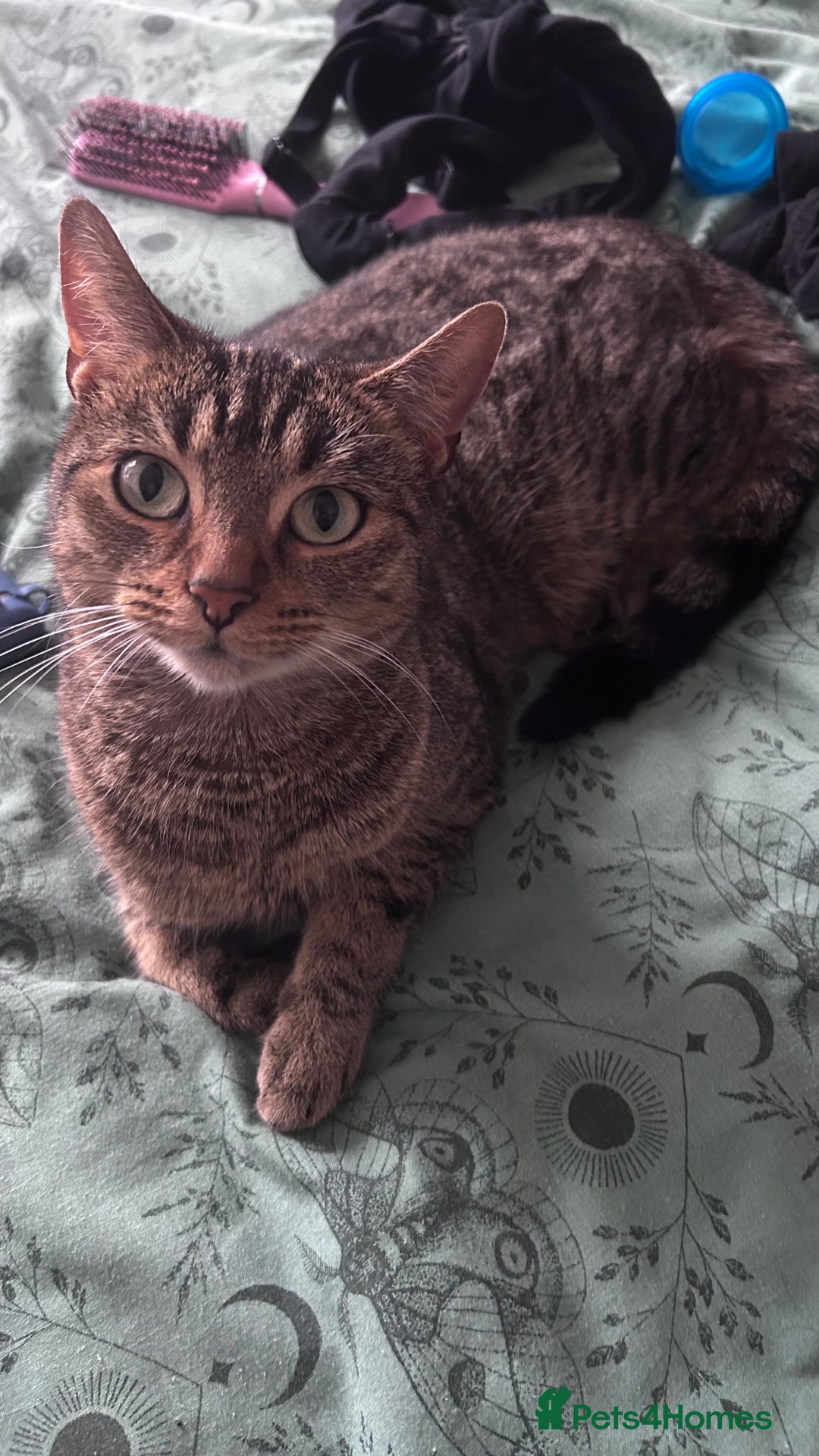European cats for sale: Female Tabby, Bear - Image 3