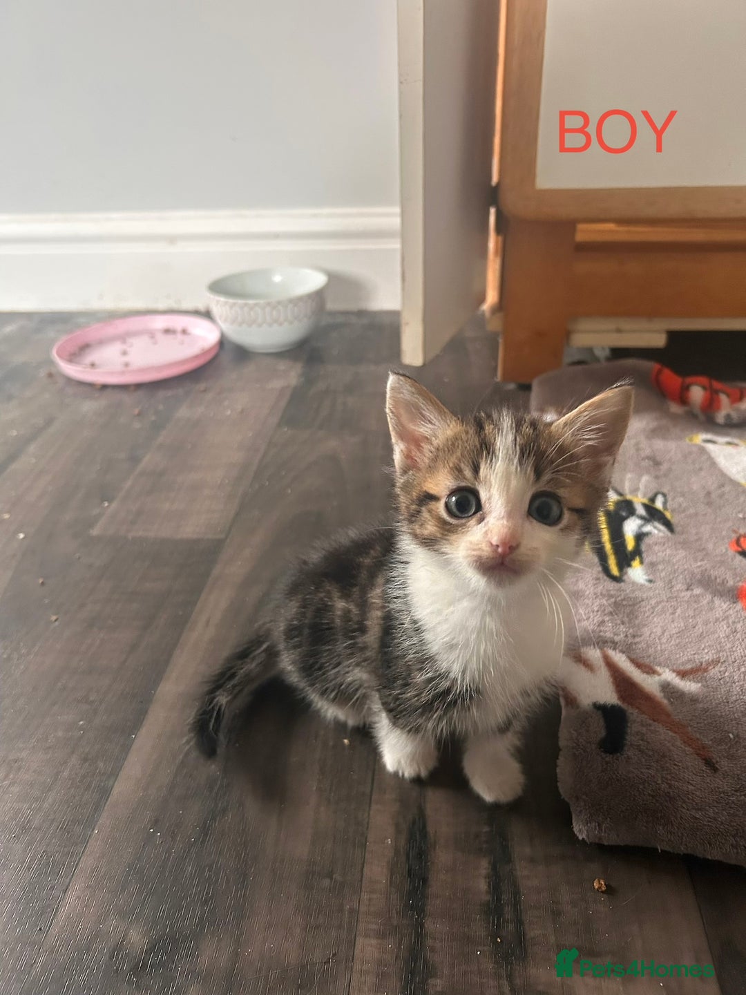 British Longhair cats for sale: Kittens for sale  - Advert 4