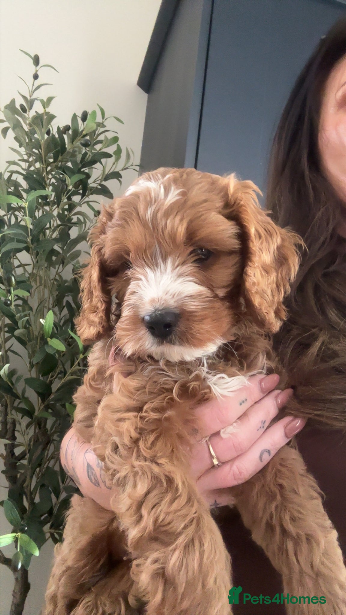 Cavapoo dogs REDUCED F1 Cavapoo Puppy (Licenced Breeder)  - Advert 1