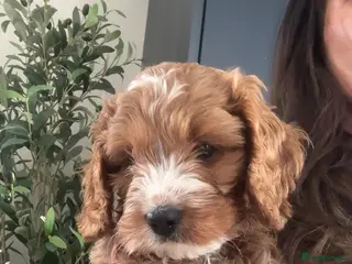 Cavapoo dogs for sale: REDUCED F1 Cavapoo Puppy (Licenced Breeder) - Advert 1
