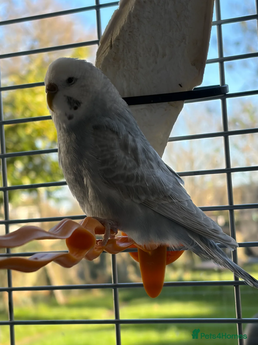 Budgerigars birds for sale: 2 young budgies and their mother for sale - Advert 6