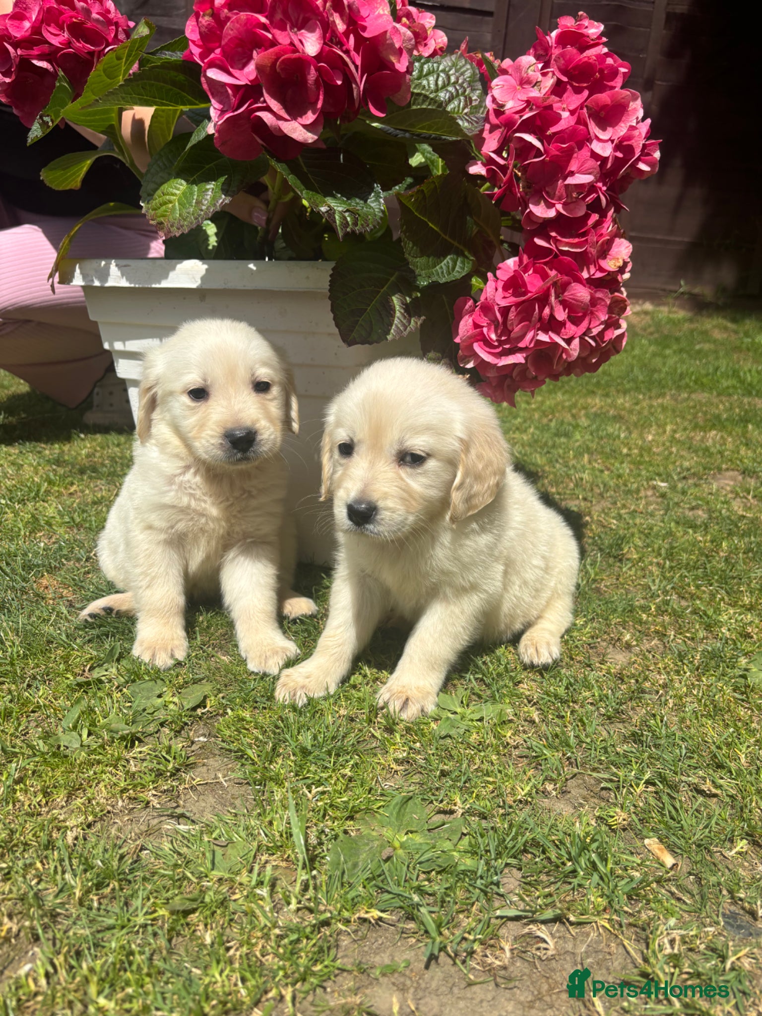 Golden Retriever dogs for sale: Golden retriever puppy’s  - Advert 15