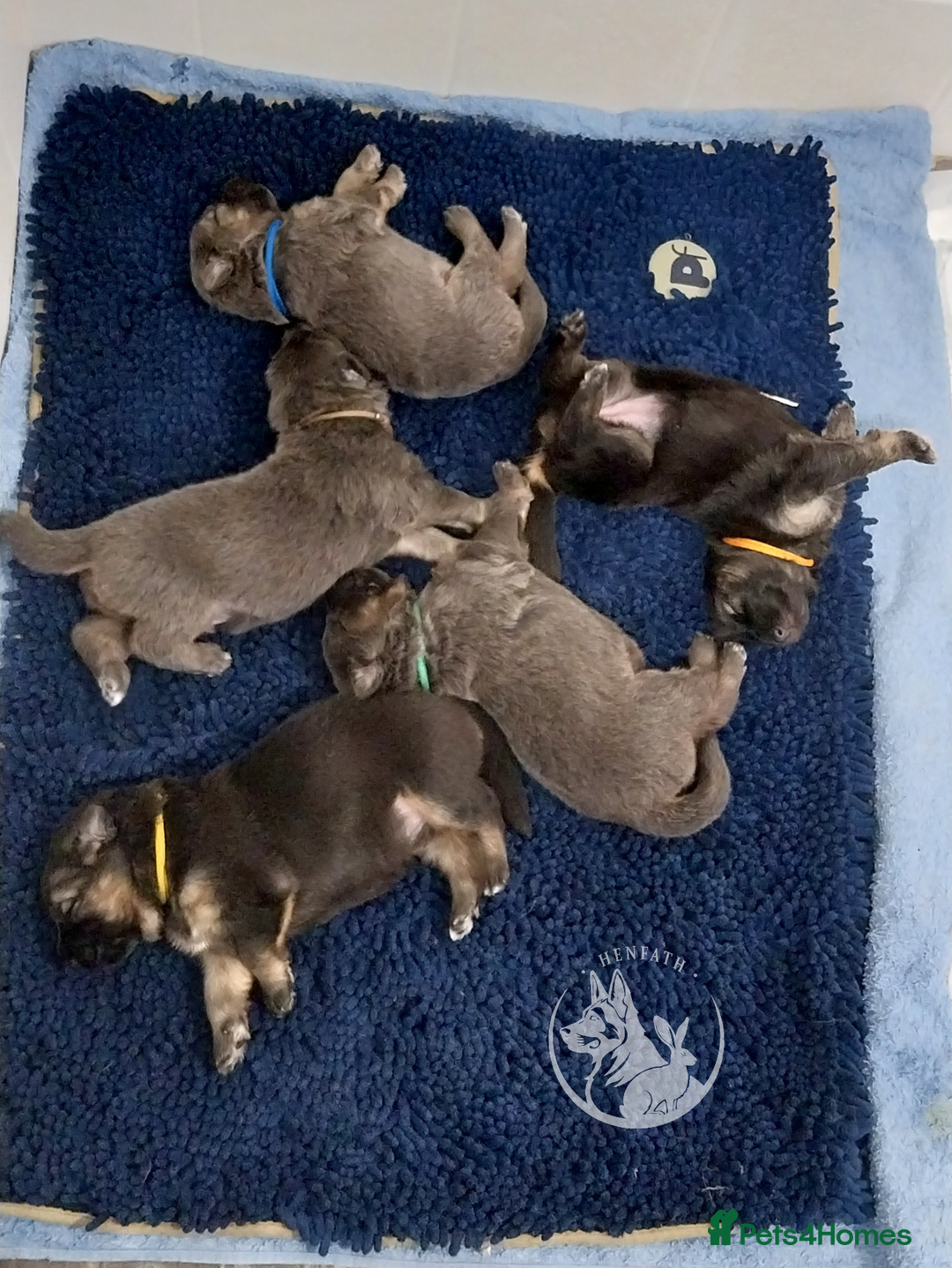 German Shepherd dogs for sale: KC health tested top quality german shepherds - Image 3