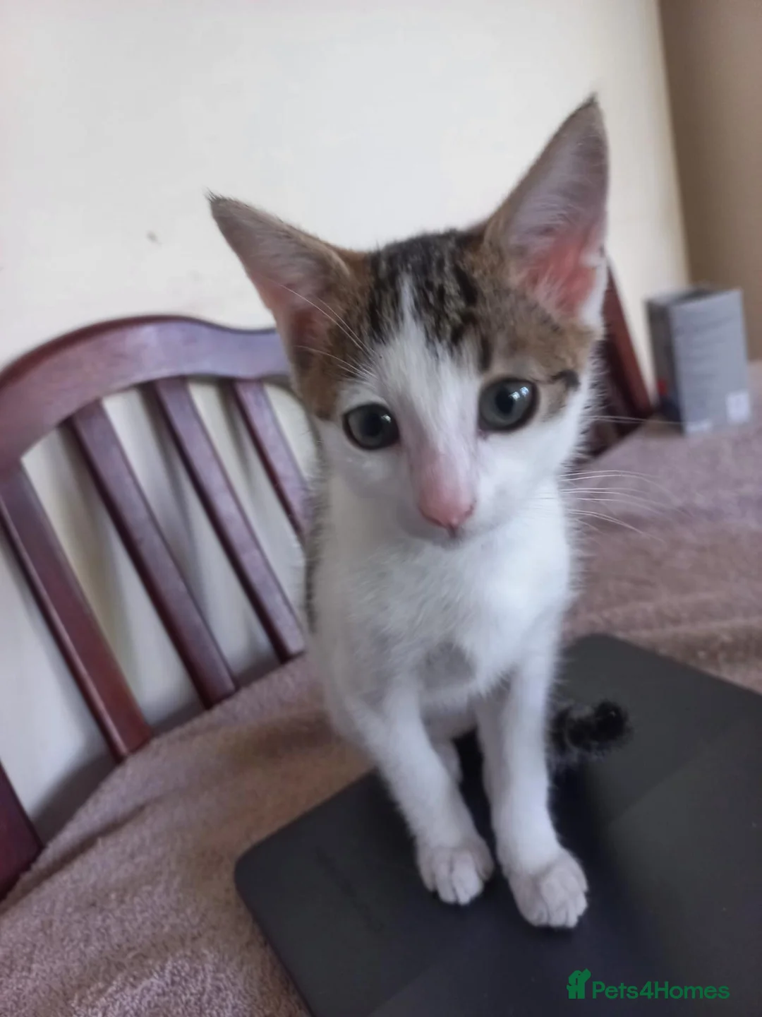 Mixed Breed cats for sale: Kitten for sale  in South Croydon - Advert 1