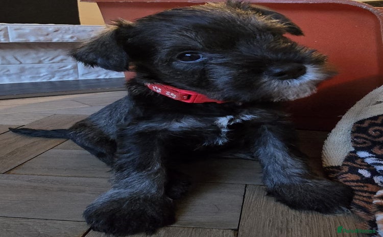 Miniature Schnauzer dogs - Advert 2