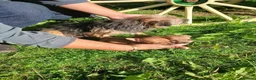 Border Terrier dogs for sale: 2 border terrier puppies for sale  - Advert 12