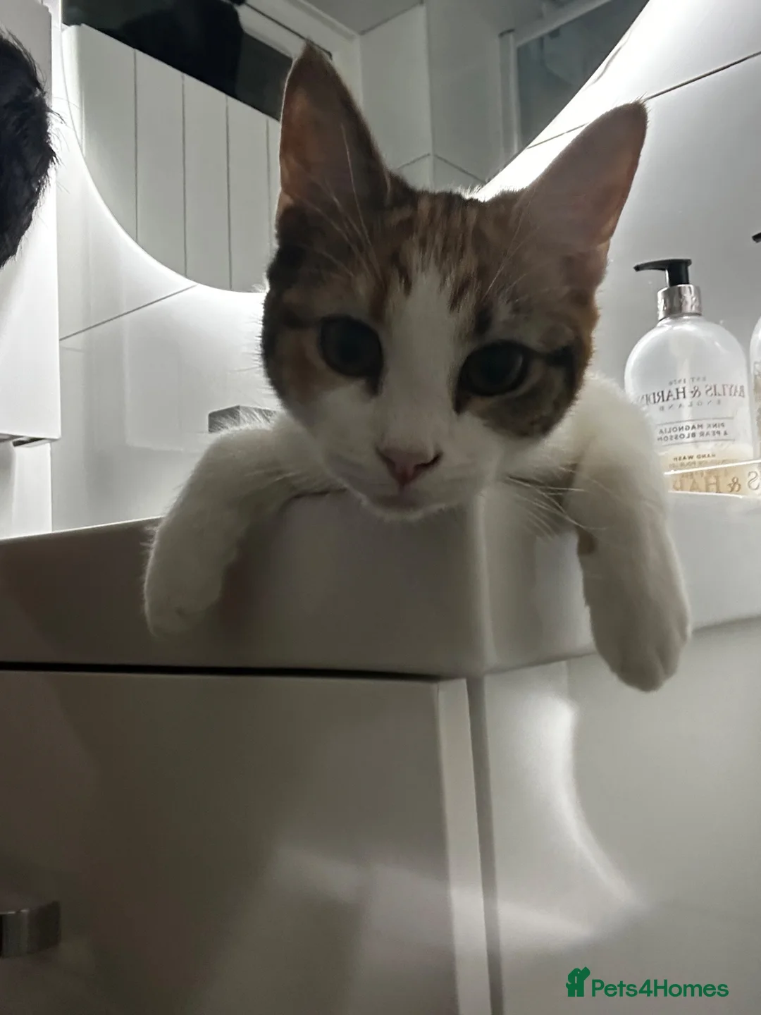 British Shorthair cats for sale: Beautiful tabby girl  - Advert 4
