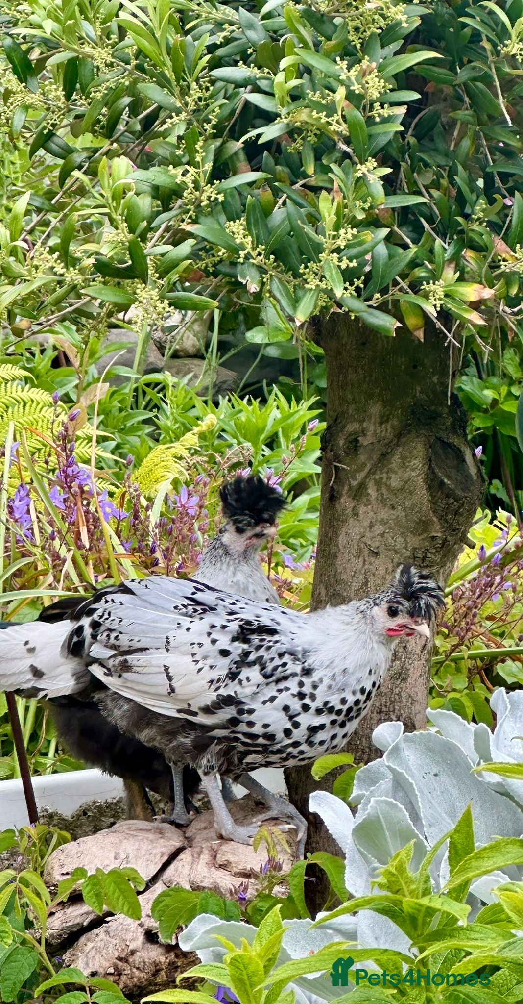 Chickens poultry for sale:  Appenzeller, Pekin, Brakel, Guinea Fowl, Bobwhite in Aberaeron - Advert 12