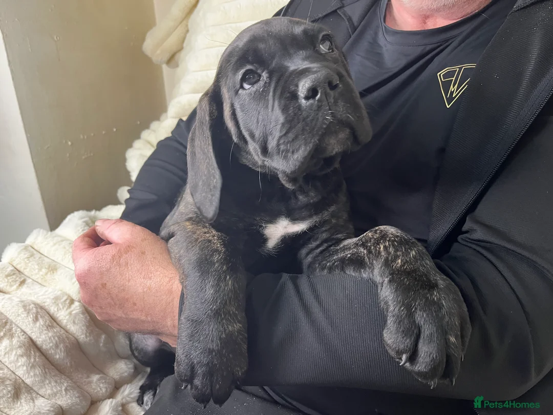 Cane Corso dogs for sale: Cane Corso Puppies Full pedigree  - Advert 13