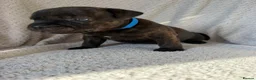 Staffordshire Bull Terrier dogs for sale: KC REGISTERED STAFFORDSHIRE BULL TERRIERS  - Advert 33