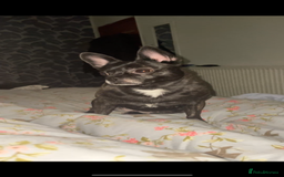 Mixed Breed dogs for sale: Princess - Advert 1