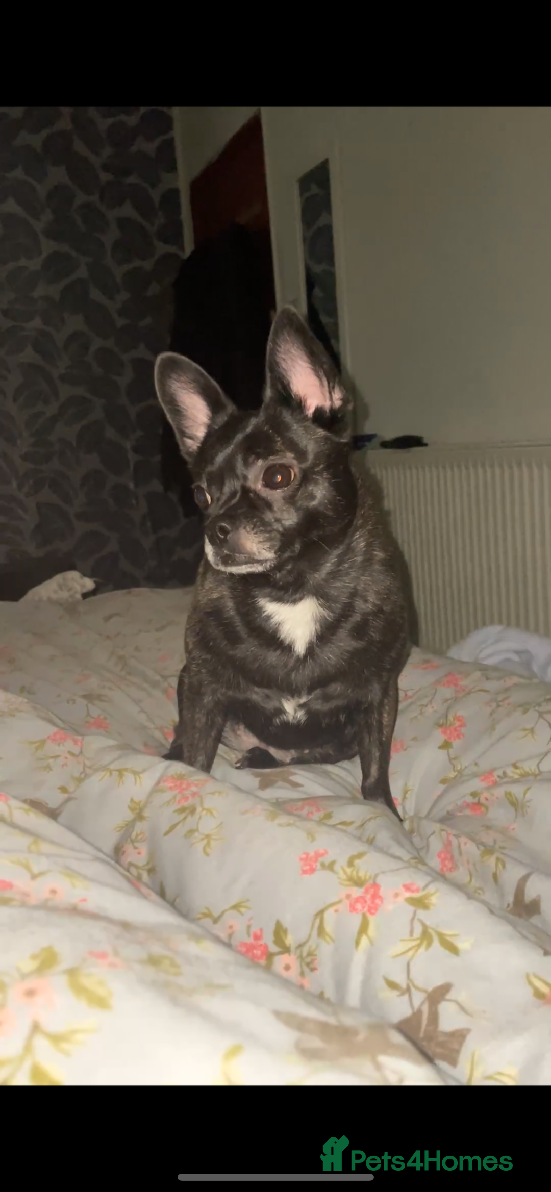 Mixed Breed dogs for sale: Princess - Advert 1