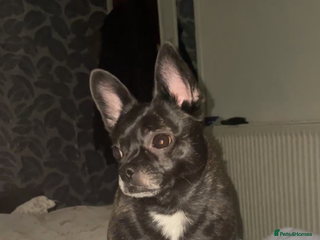 Mixed Breed dogs Princess - Advert 8