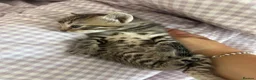 Ragdoll cats for sale: Half ragdoll half bengal kittens  - Advert 5