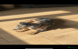 Miniature Dachshund dogs for sale: dotty, blue dapple miniature dachshund - Advert 7