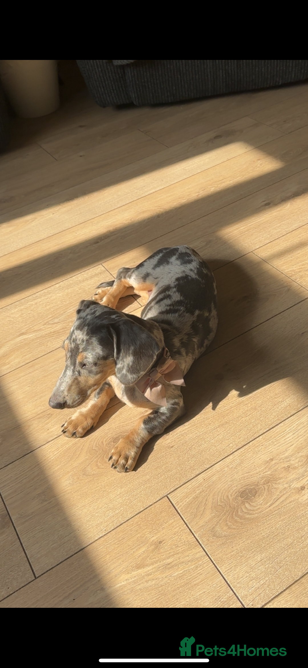 Miniature Dachshund dogs for sale: dotty, blue dapple miniature dachshund - Advert 7