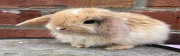 Mini Lop rabbits for sale: Pedigreed pure bred mini lops  - Advert 11