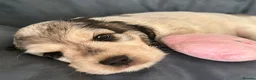 Cocker Spaniel dogs for sale: Stunning KC Show Cocker Spaniel Sable Puppies.  - Advert 23