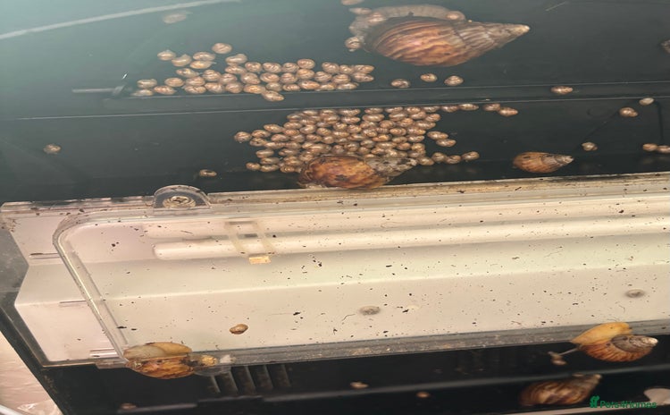 Snails invertebrates - Advert 1