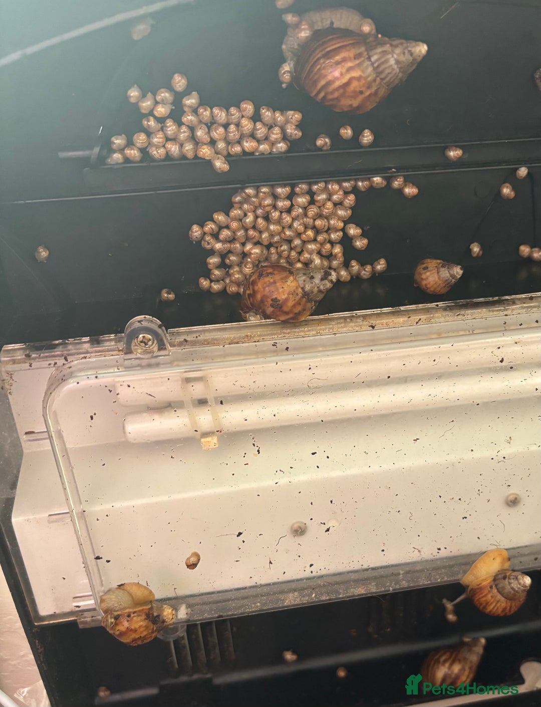 Snails invertebrates for sale: Giant African Land Snail Babies - Image 1