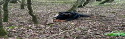 Rottweiler dogs for sale: Gorgeous Rottie for Sale! - Advert 11