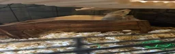 Rat rodents for sale: Two female rats and complete set up  in Leicester - Advert 7