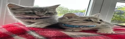 British Shorthair cats for sale: BSH Girl & Boy Beautiful Grey Stripe Kittens - Advert 5