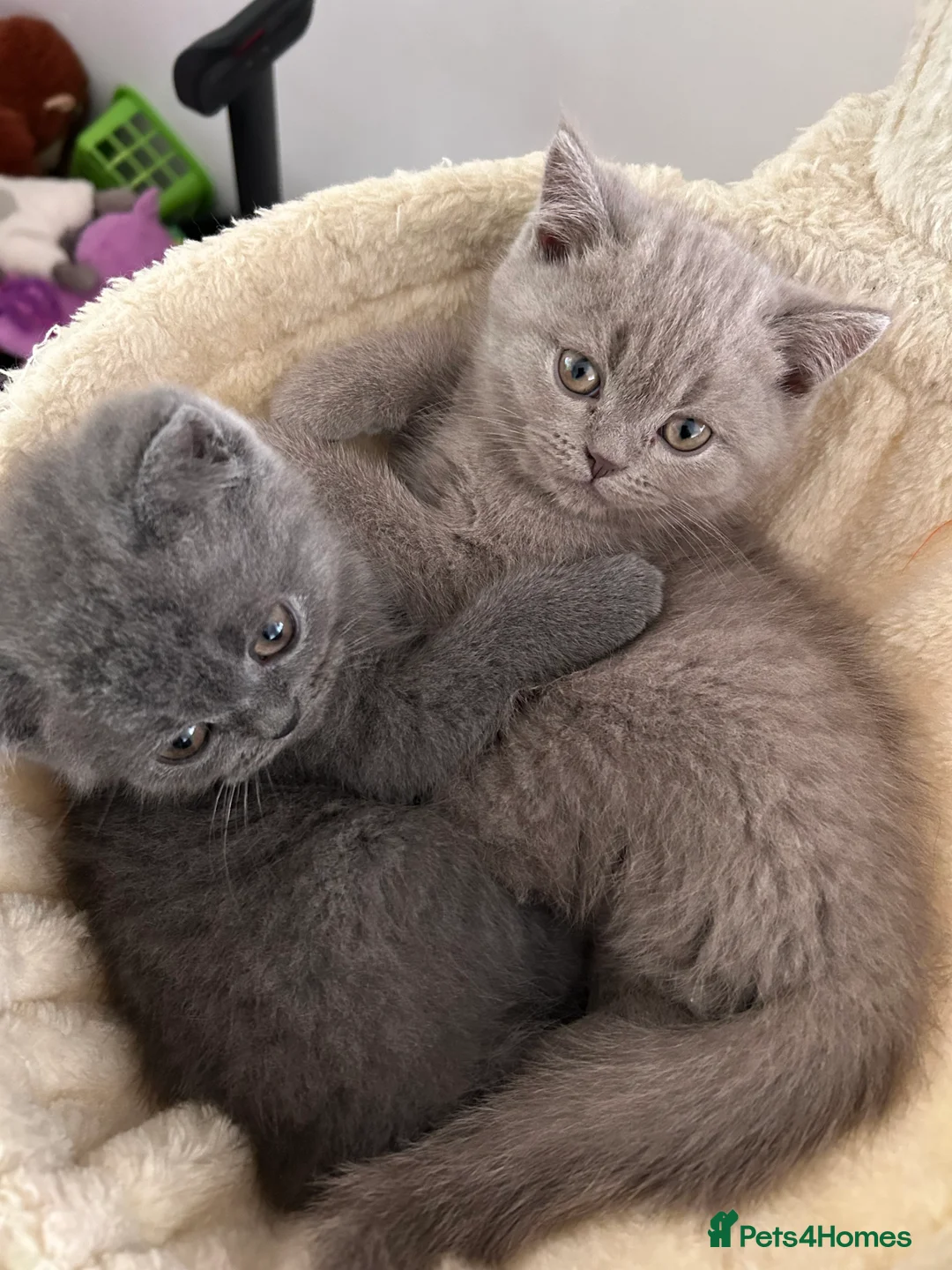 British Shorthair cats for sale: Beautiful British shorthair kittens - Advert 7