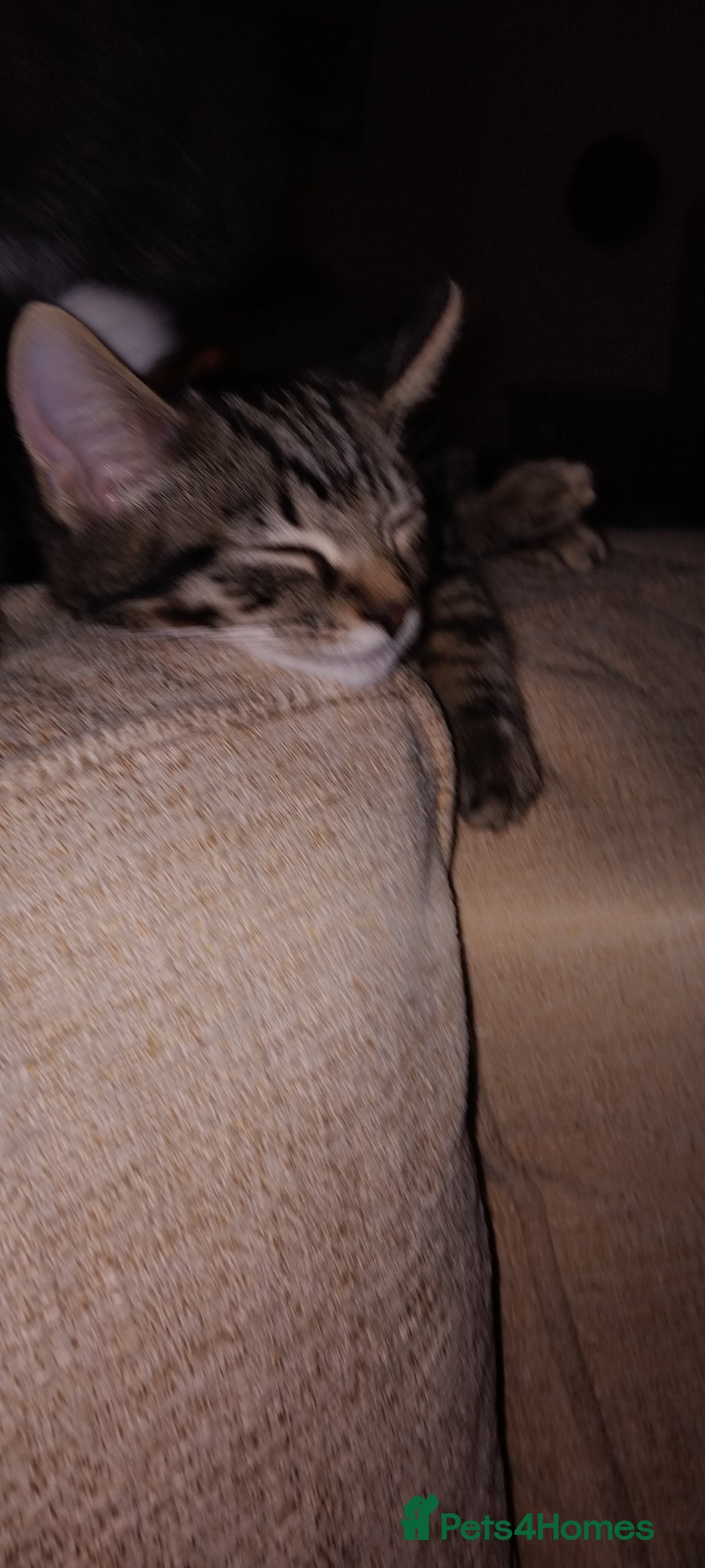 Mixed Breed cats for sale: 2 male kittens  - Image 6