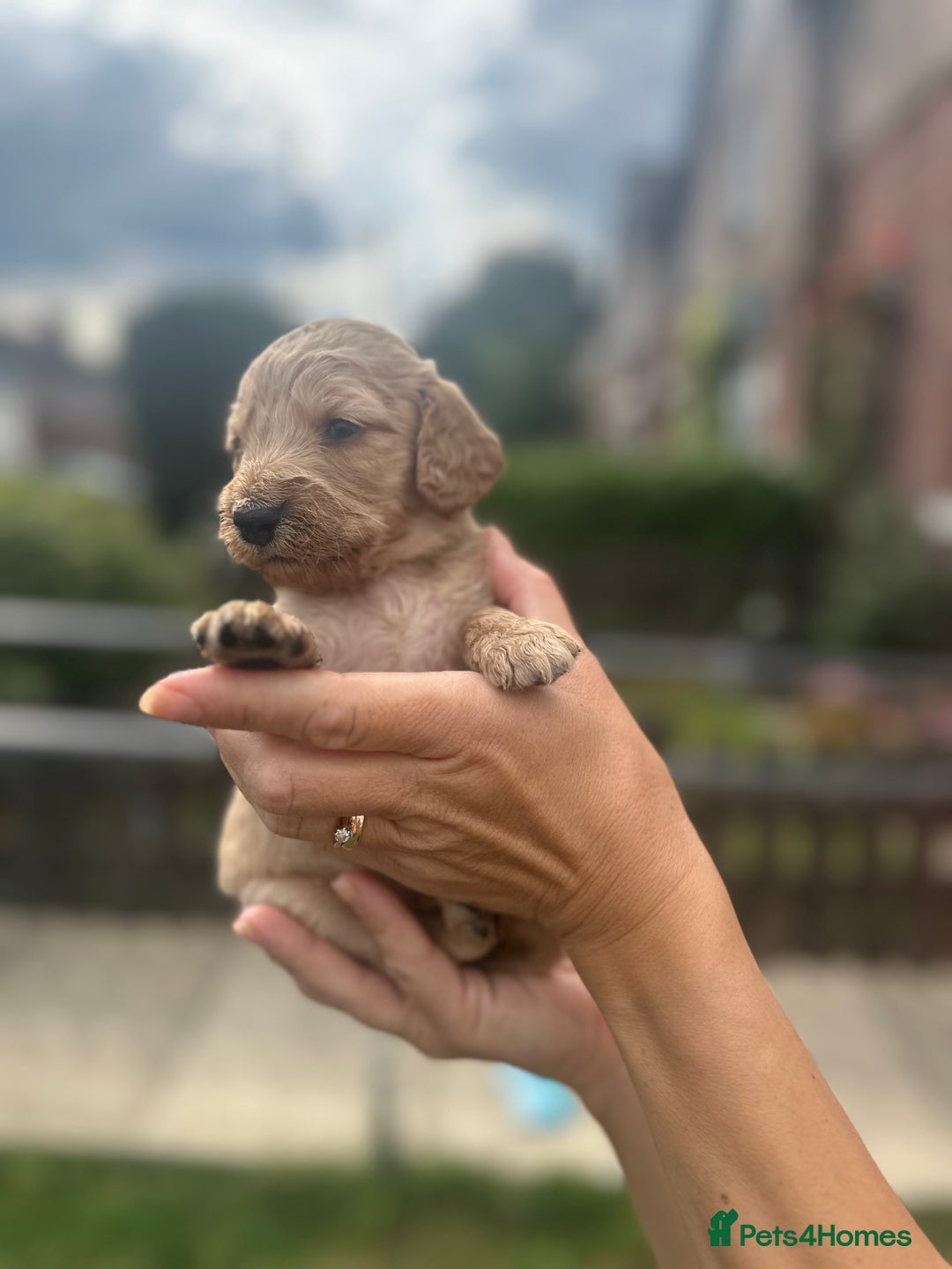Cockapoo dogs for sale: Stunning f1b cockapoo puppies!!  - Image 5