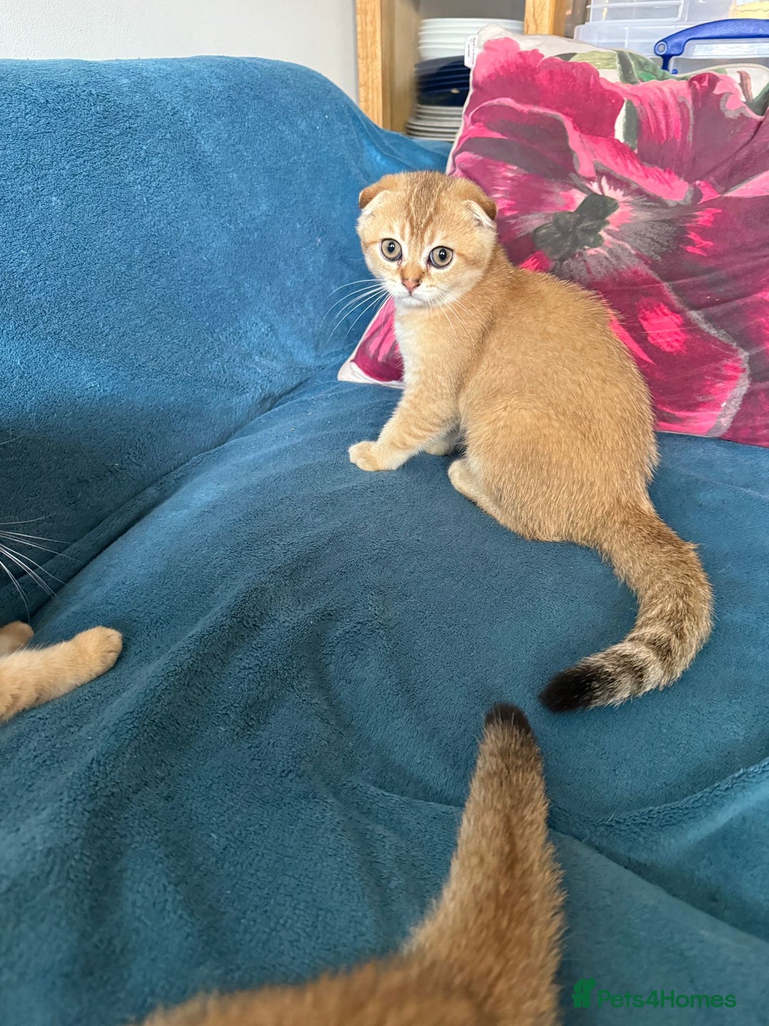 Scottish Fold cats for sale: Gold Chinchilla Scottish fold baby’s  - Image 6