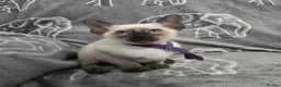 Siamese cats for sale: Adorable fur babies - Advert 9