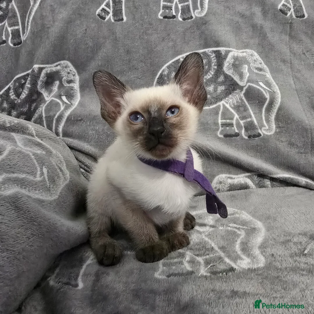 Siamese cats for sale: Adorable fur babies - Advert 9