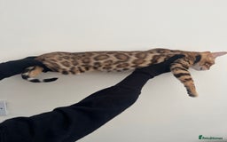 Bengal cats for sale: 😻OUTSTANDING TICA reg BENGAL KITTENS  - Image 3