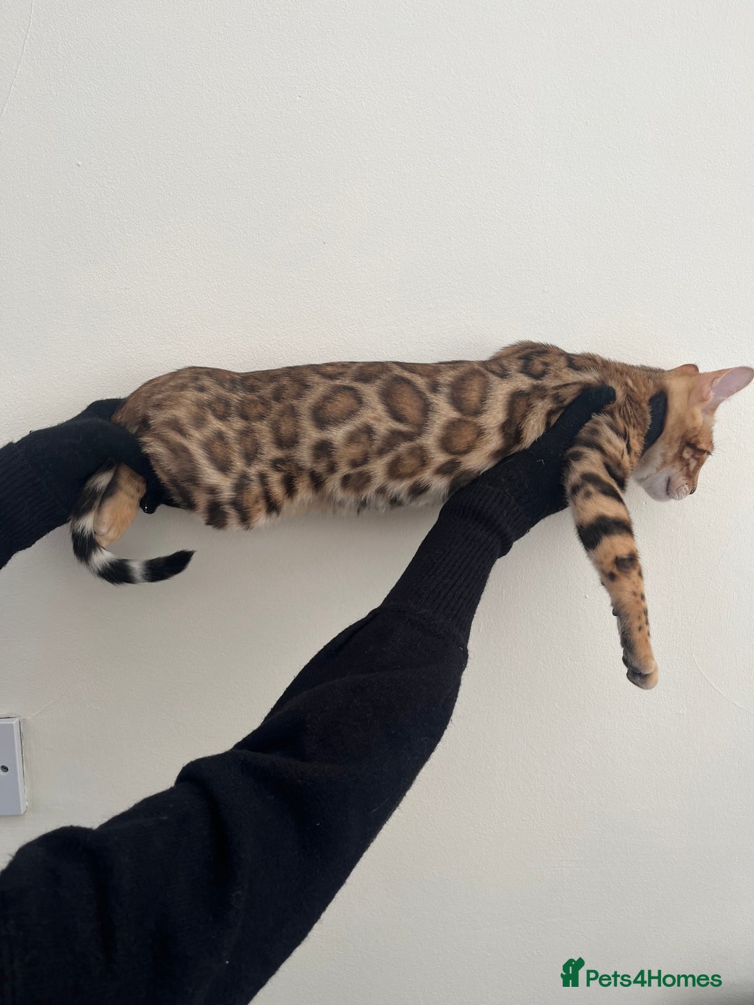 Bengal cats for sale: 😻OUTSTANDING TICA reg BENGAL KITTENS  - Image 3