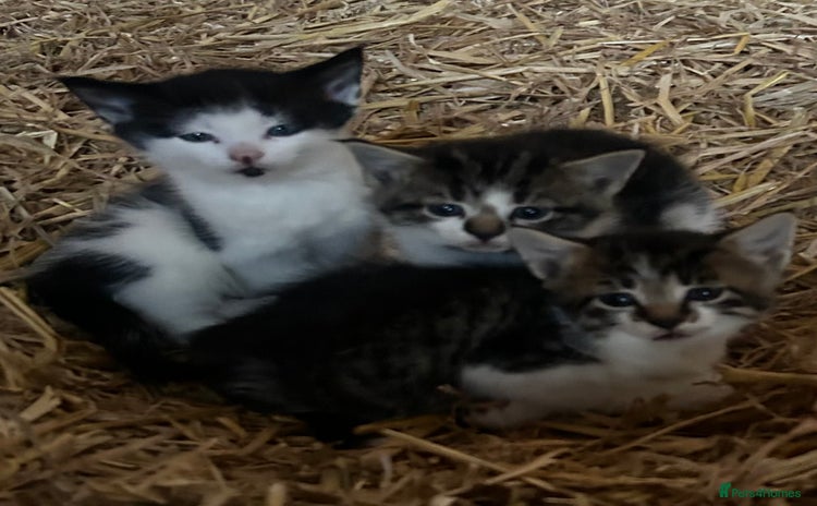 Mixed Breed cats - Advert 3
