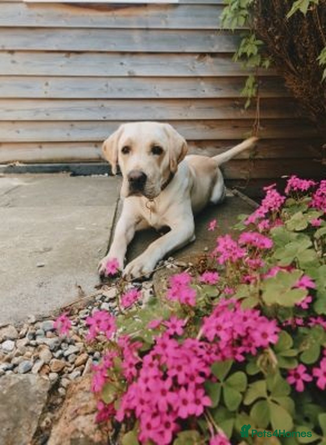 Labrador Retriever dogs for sale: Friendly labrador retriever - Advert 2