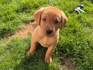 Labrador Retriever dogs Last few left! KC registered Labrador puppies - Advert 15