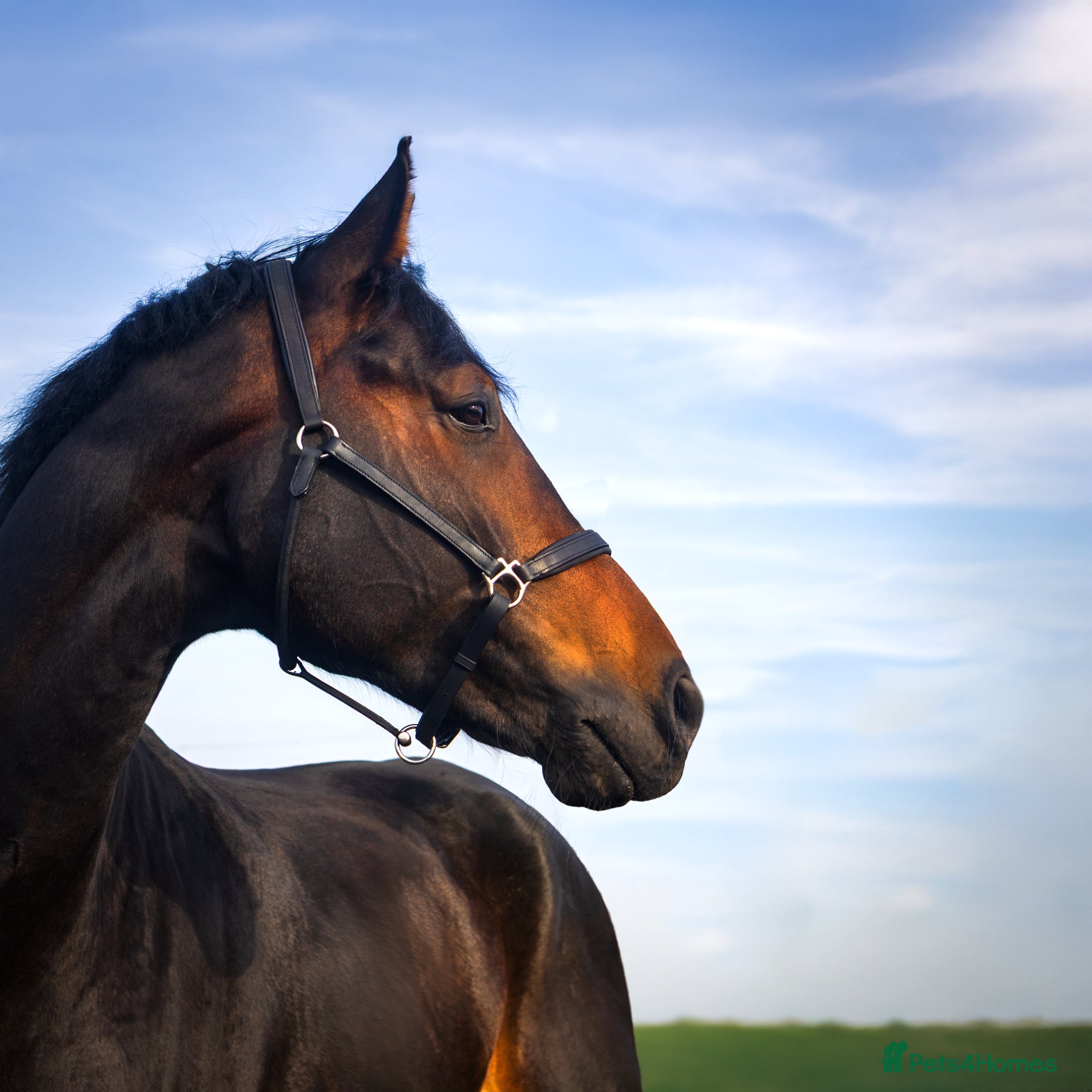 Irish Draught horses 17.2 WB x Irish Draft Restart Project NO novices - Advert 3