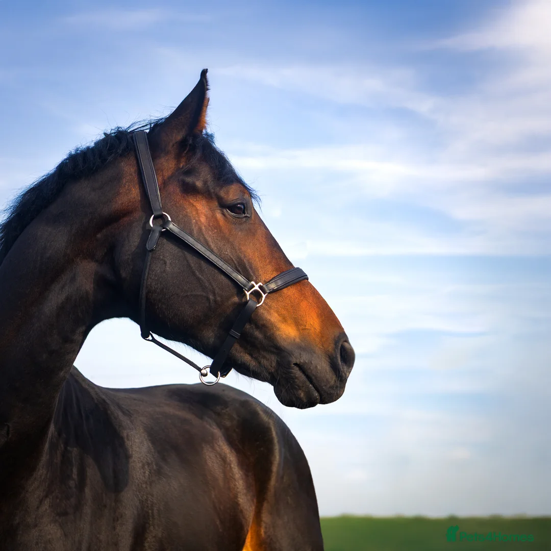 Irish Draught horses for sale: 17.2 WB x Irish Draft Restart Project NO novices - Advert 1